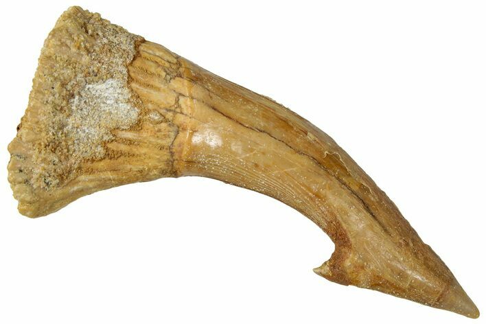 Fossil Sawfish (Onchopristis) Rostral Barb - Morocco #322865